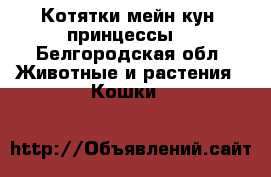 Котятки мейн-кун ,принцессы. - Белгородская обл. Животные и растения » Кошки   